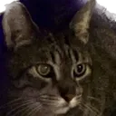 chesterPlottingMurder