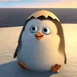 guivenPINGU
