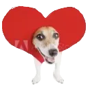 ourdog