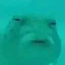 fishtf