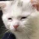 cattired