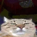 widecat widecat