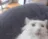 CatStare CatStare