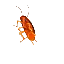 cockroach