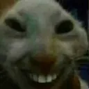 xdd