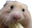 hamsterCHOMP Discord emoji
