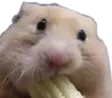 hamsterCHOMP