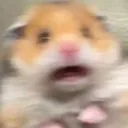 ScaredHamster ScaredHamster