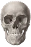 skull