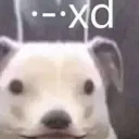xd