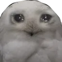 birb_SadOwl
