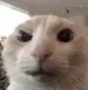 ayocat