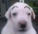 waos