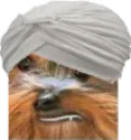 habibi