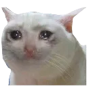 Cat Cry cat_cry Discord Emoji