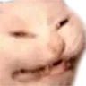 angrycatto