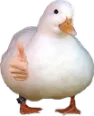 duckie_thumbs_up