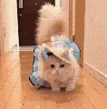 cute_neko