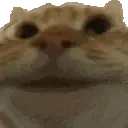 CatYesYes