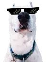 BisCool