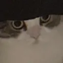 nilycat Discord Emoji