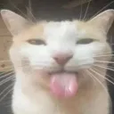 Sillycat sillycat Discord Emoji