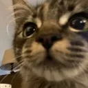 MJlook