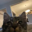MJpeek