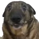 poncuk