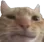 catconfused