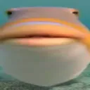 fishe