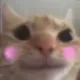 happycatto