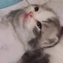 Sadcatto SadCatto Discord Emoji