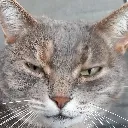 doomcat