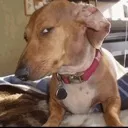 susdog