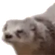 OtterJAM
