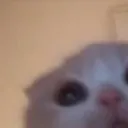 zCatPeek