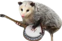 opossum