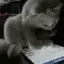 Catting
