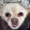 borkAwake