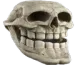 trollskullirl trollskullirl