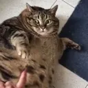 OmegaChonk OmegaChonk
