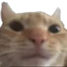 cat cat