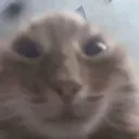 SG_cat Discord Emoji