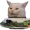 Cat_saladcat