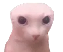 bingusbye