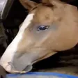 HorseWeird