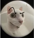 wada