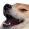dogekek