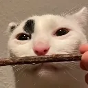 cat_bruh